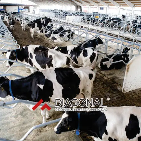 Free stall para vacas de leite